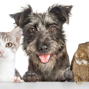 Реєстрація домашніх тварин: нові правила, що варто знати українцям у 2025 році